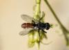Cylindromyia bicolor